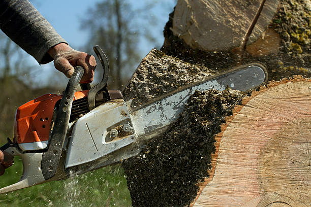 How Our Tree Care Process Works  in  Bullhead City, AZ